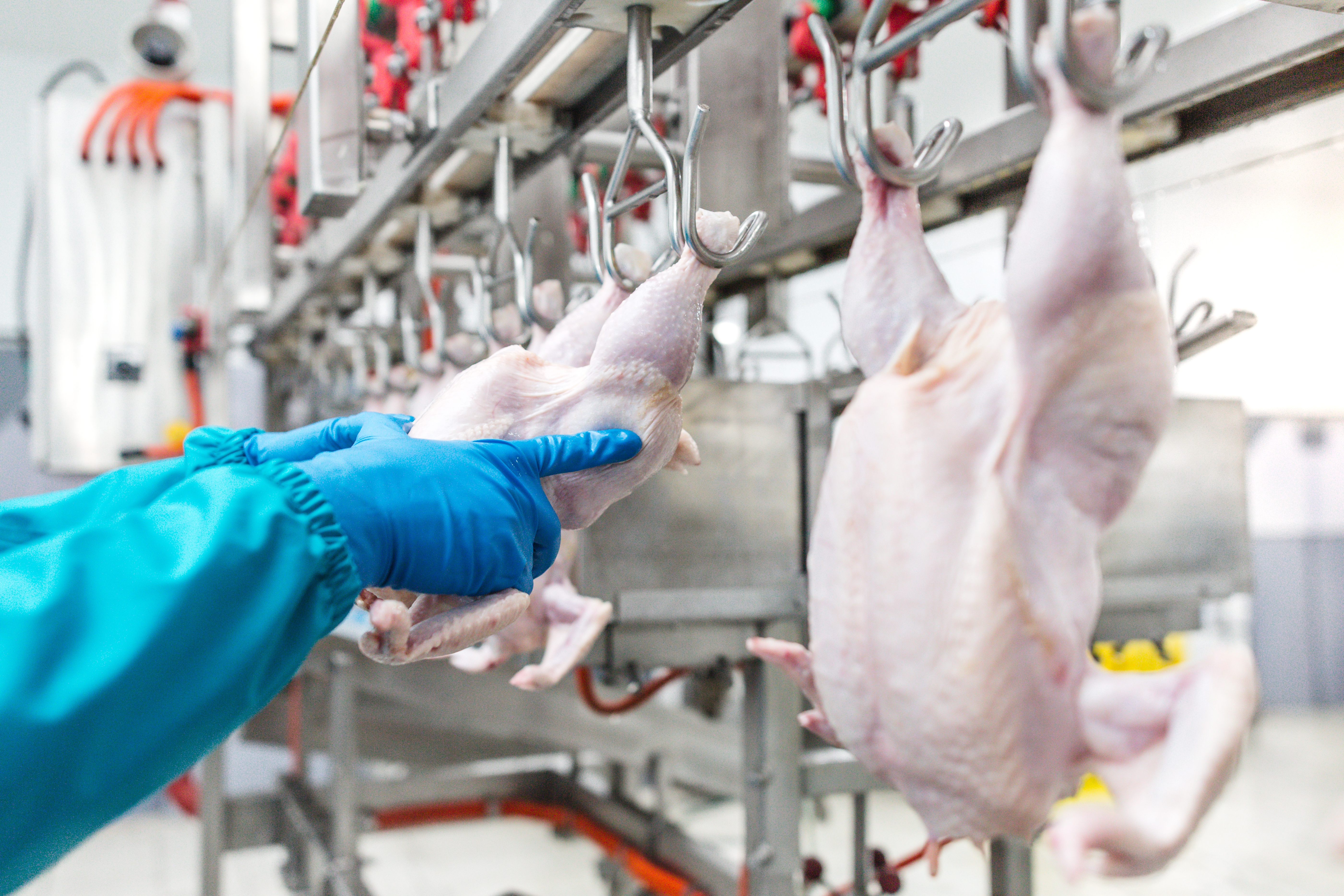 Nash in Poultry Processing