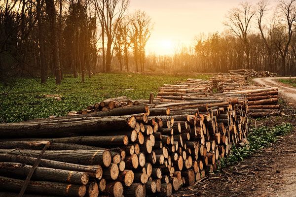 Solutions d'aspiration pour le traitement du bois 